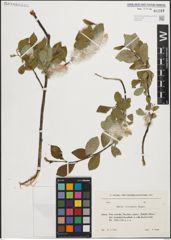 Foto von Salix iliensis Regel